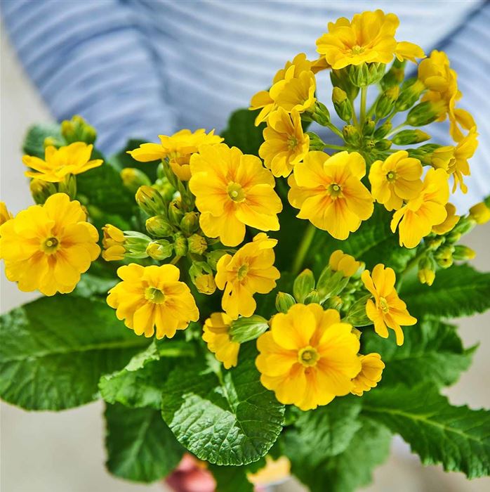 Gold-Schlüsselblume 'Solaris® Gold'