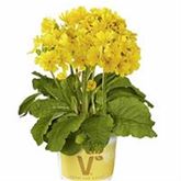 Gold-Schlüsselblume 'Solaris® Gold'