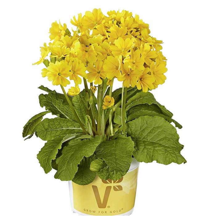 Gold-Schlüsselblume 'Solaris® Gold'