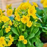 Gold-Schlüsselblume 'Solaris® Gold'