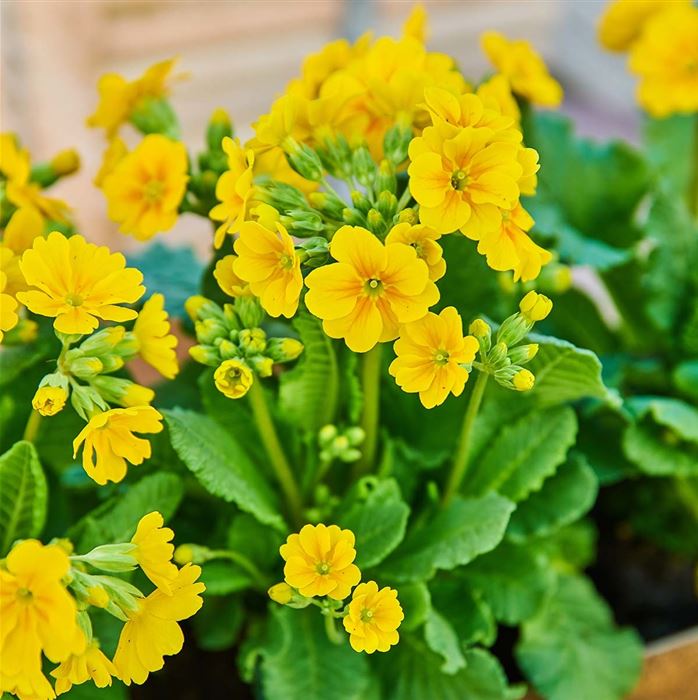 Gold-Schlüsselblume 'Solaris® Gold'