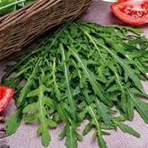 Rucola 'Grazia'