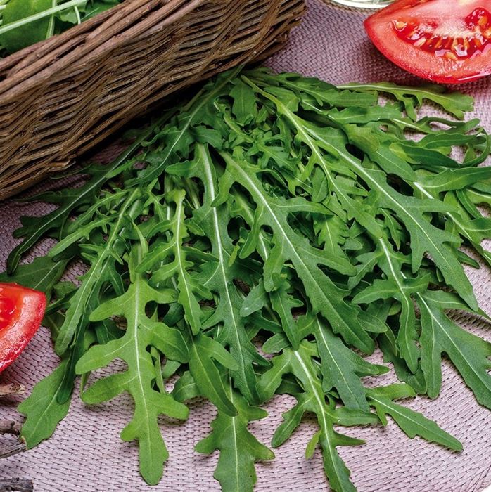 Rucola 'Grazia'