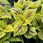 Buntnessel 'Copa® Nevada'