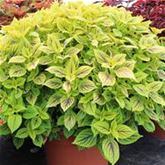 Buntnessel 'Copa® Nevada'