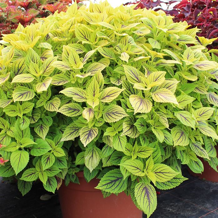 Buntnessel 'Copa® Nevada'