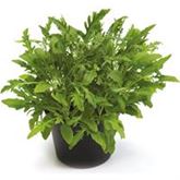 Rucola 'Grazia'