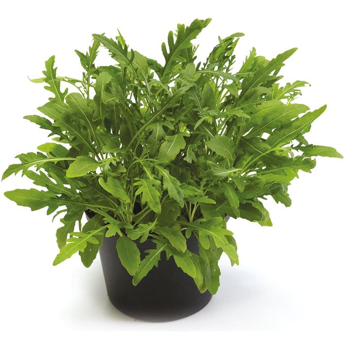 Rucola 'Grazia'