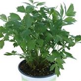 Liebstöckel Maggikraut 'Verino®'