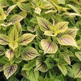 Buntnessel 'Copa® Nevada'