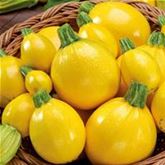 Runde Zucchini 'Floridor' F1