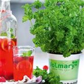 Limonaden Minze 'Limo'