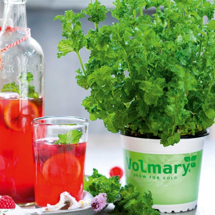 Limonaden Minze 'Limo'