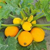 Runde Zucchini 'Floridor' F1