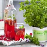 Limonaden Minze 'Limo'