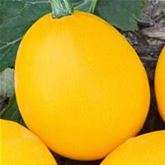 Runde Zucchini 'Floridor' F1