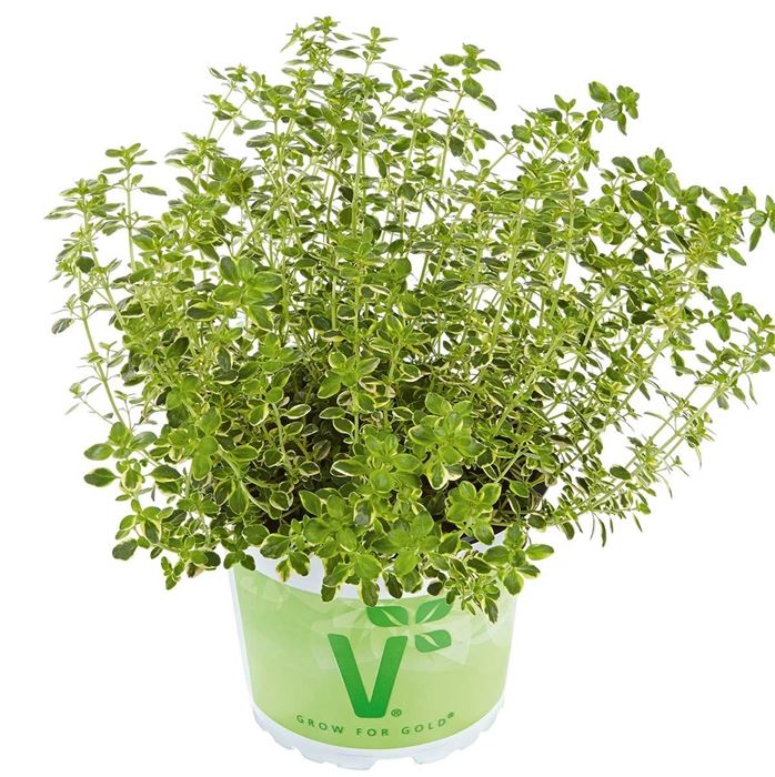 Goldthymian 'Mystic Lemon'