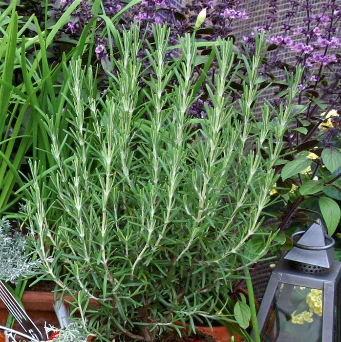 Gourmetrosmarin 'Abraxas'