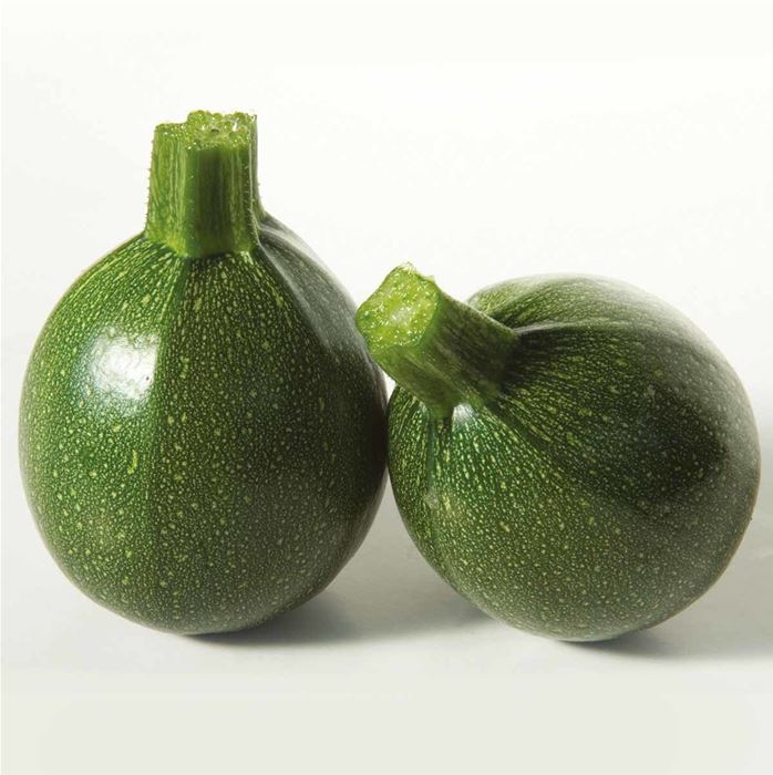 Runde Zucchini 'Satelite' F1