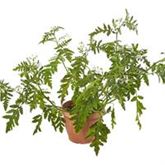 Litschi-Tomate 'StarBenas®'