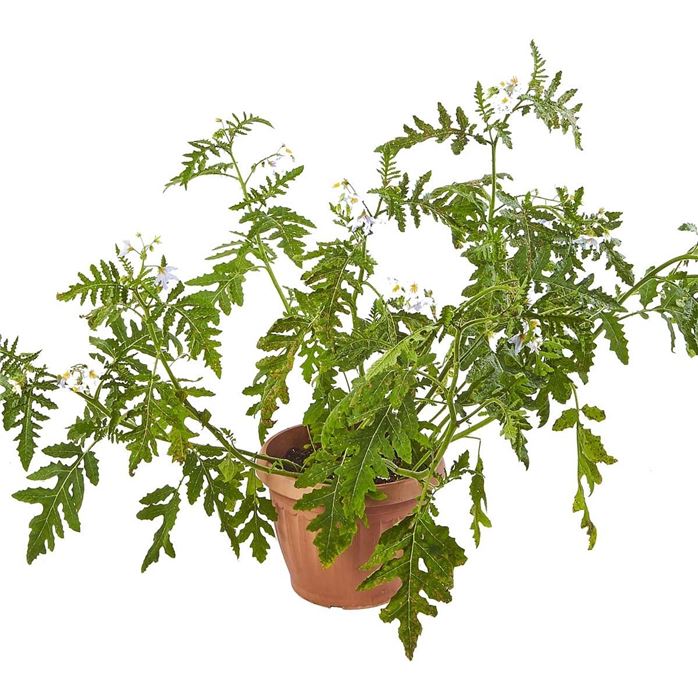 Litschi-Tomate 'StarBenas®'