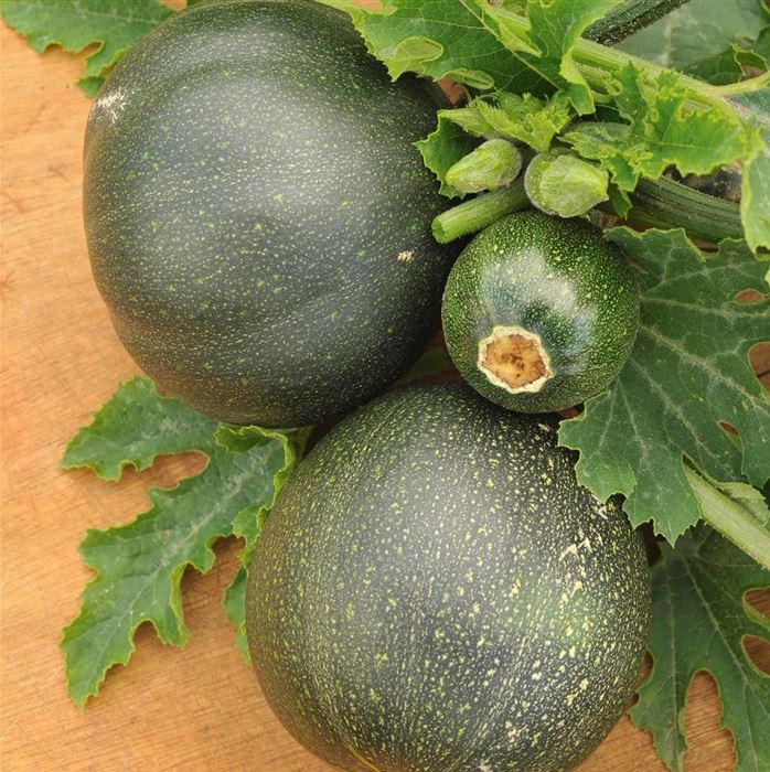 Runde Zucchini 'Satelite' F1