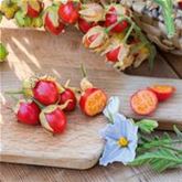 Litschi-Tomate 'StarBenas®'