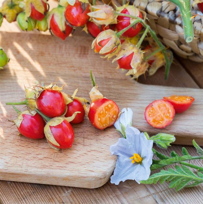 Litschi-Tomate 'StarBenas®'