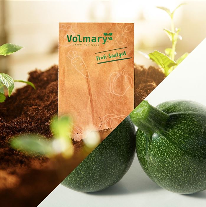 Runde Zucchini 'Satelite' F1