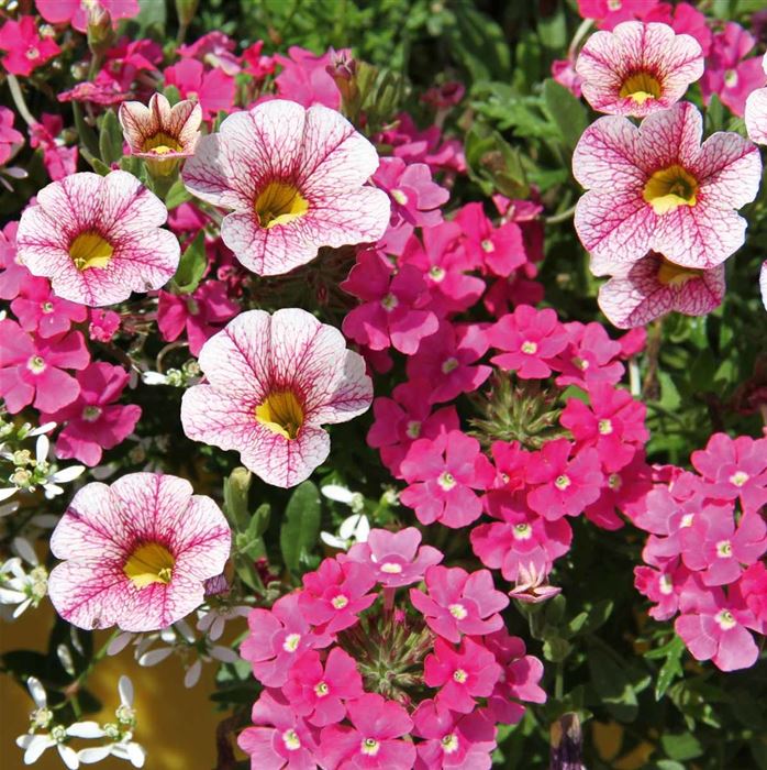 Magisches Zauberblümchen 'Checkies® Santa Rosa Pink-White-Rose'