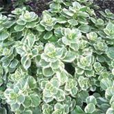 Buntnessel 'Verpiss-Dich® Dog'