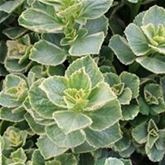 Buntnessel 'Verpiss-Dich® Dog'