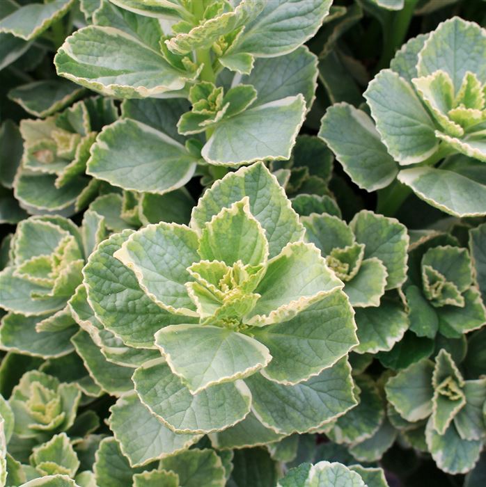 Buntnessel 'Verpiss-Dich® Dog'