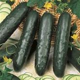 Salatgurke 'Pagira®' (Kenia)