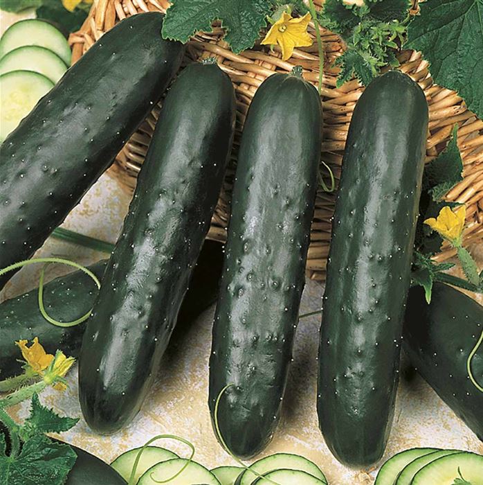 Salatgurke 'Pagira®' (Kenia)