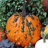 Grusel-Kürbis 'Warty Goblin'