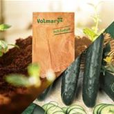 Salatgurke 'Pagira®' (Kenia)