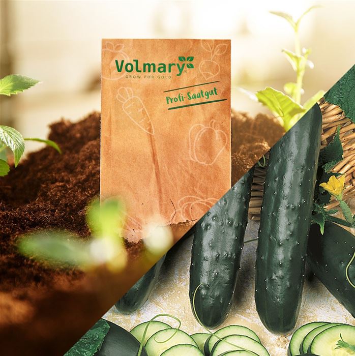 Salatgurke 'Pagira®' (Kenia)