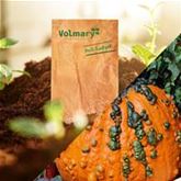 Grusel-Kürbis 'Warty Goblin'