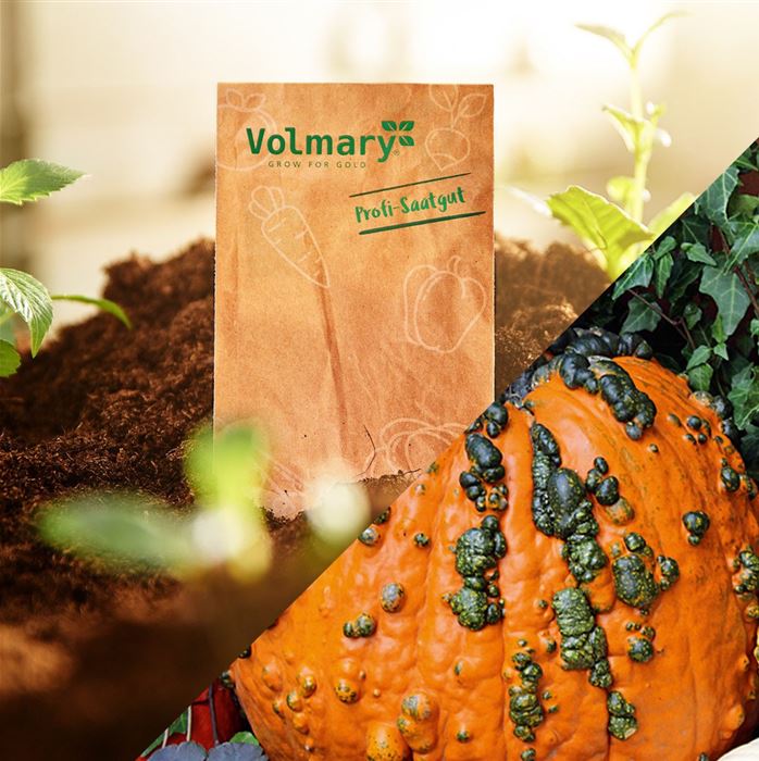 Grusel-Kürbis 'Warty Goblin'