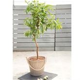 Mandel-Pflanze 'Nut Me® Almond'