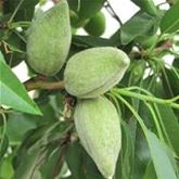 Mandel-Pflanze 'Nut Me® Almond'
