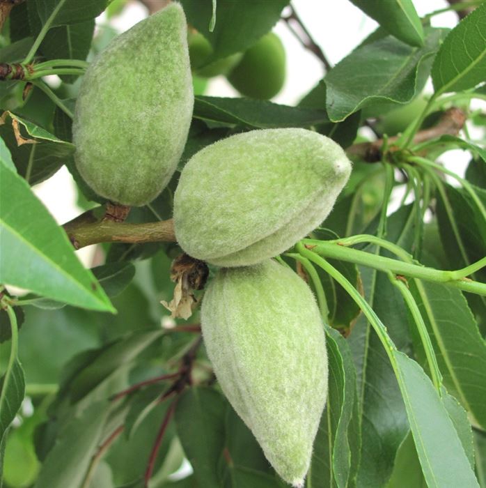 Mandel-Pflanze 'Nut Me® Almond'