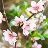 Mandel-Pflanze 'Nut Me® Almond'