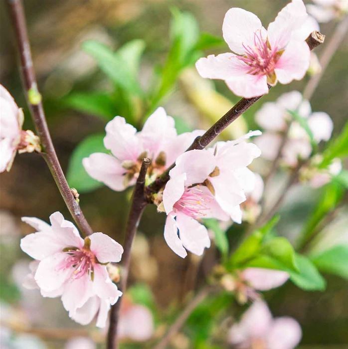 Mandel-Pflanze 'Nut Me® Almond'