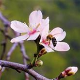Mandel-Pflanze 'Nut Me® Almond'