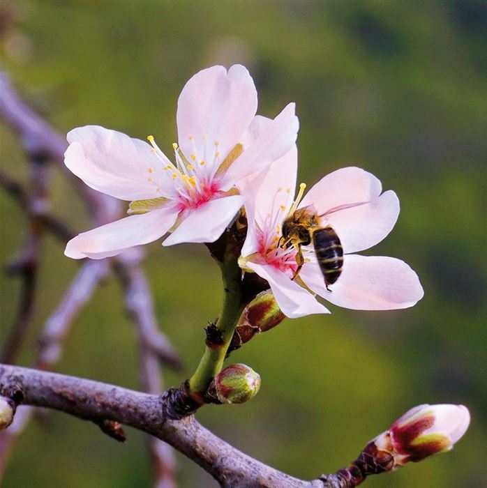 Mandel-Pflanze 'Nut Me® Almond'