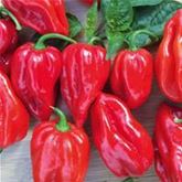 Habanero Chili 'Calita® Red'