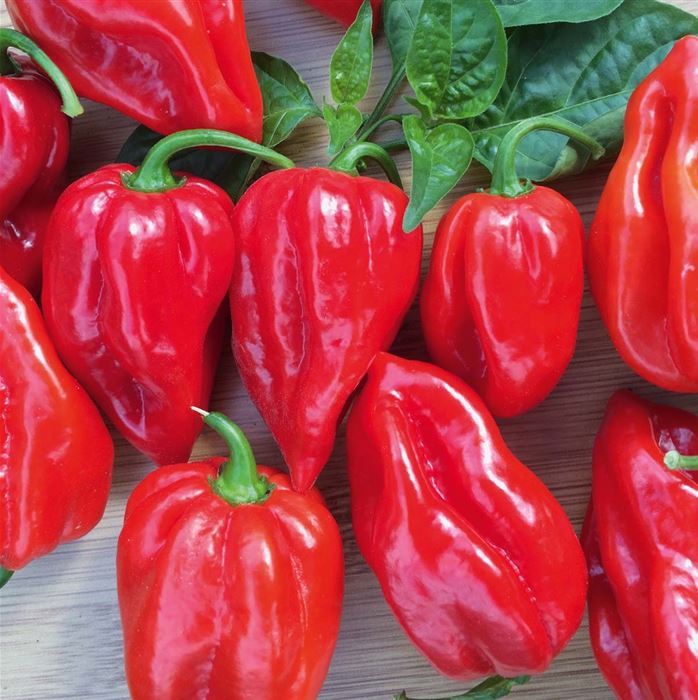 Habanero Chili 'Calita® Red'