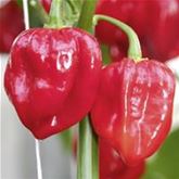 Habanero Chili 'Calita® Red'